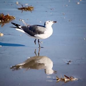 Meet your Posher, Kena